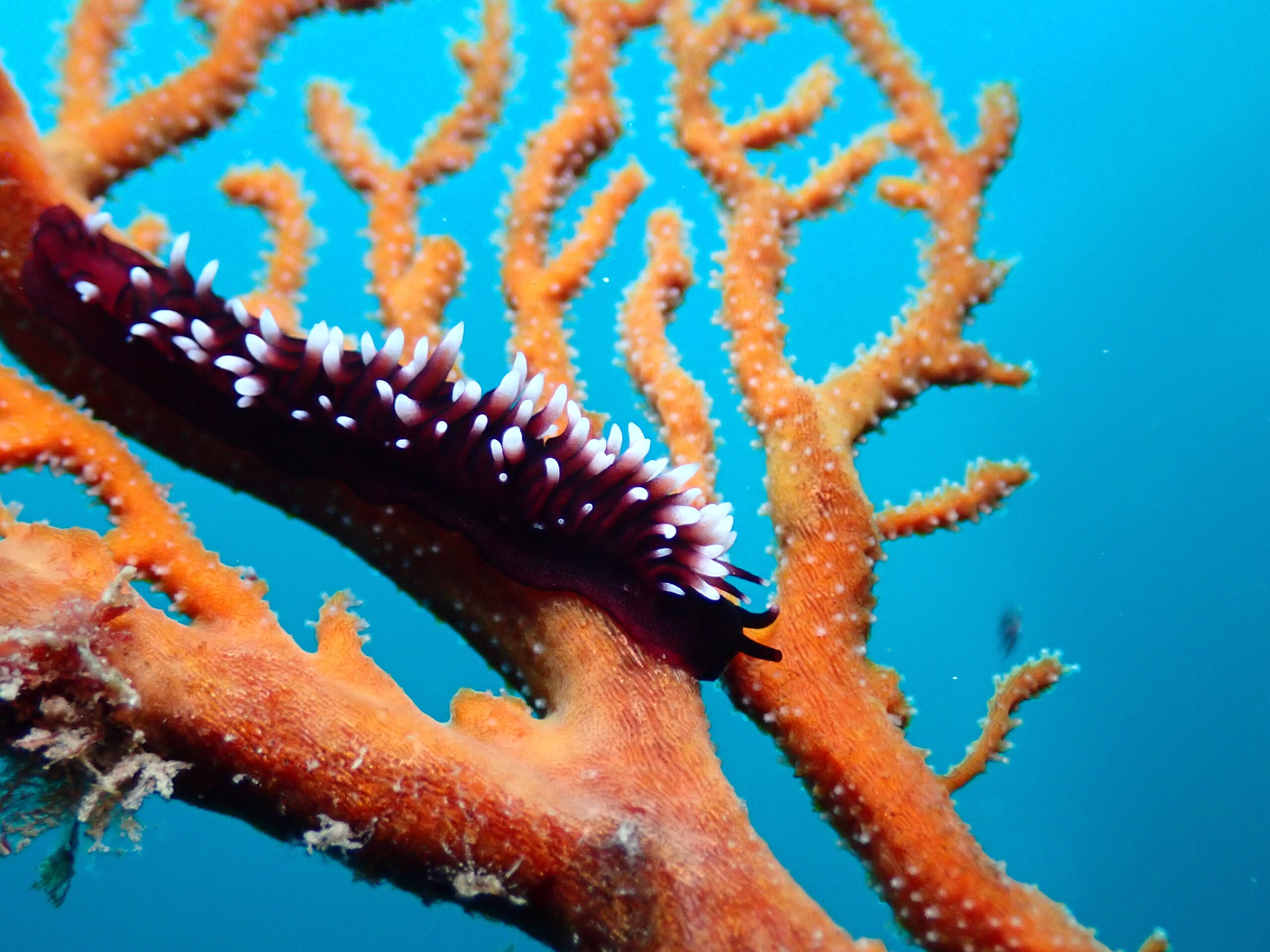 スミゾメミノウミウシ