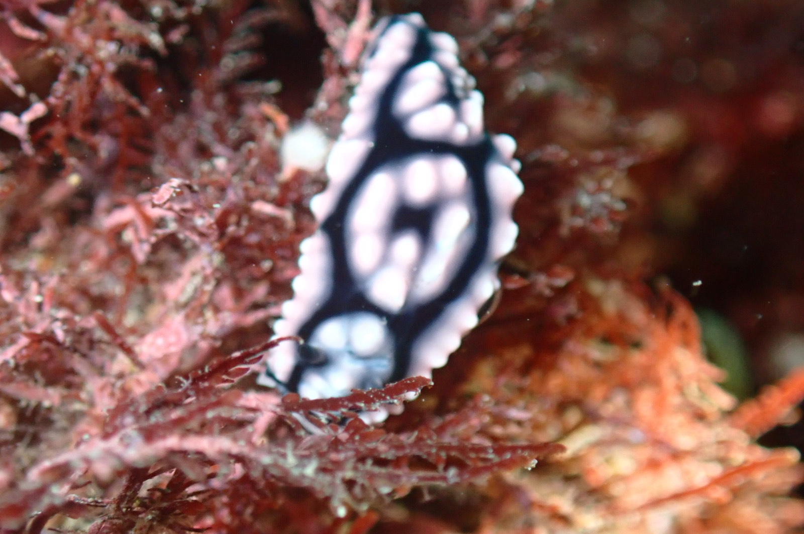 コイボウミウシ