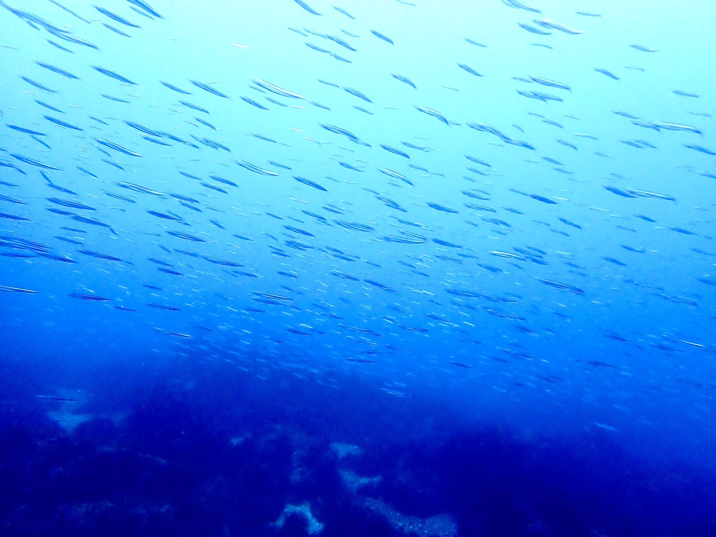 2/16 八幡野ビーチ