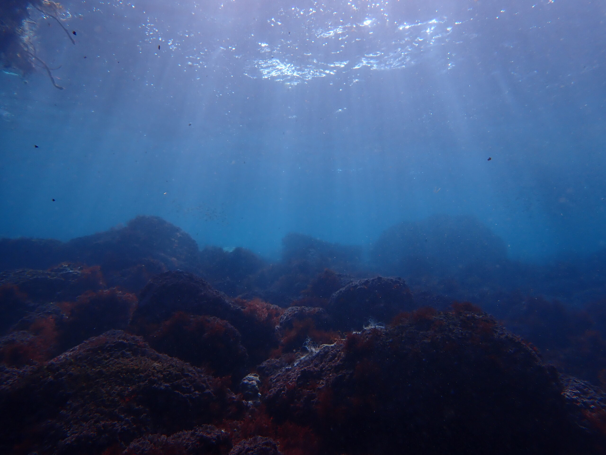 3/7 富戸ヨコバマ