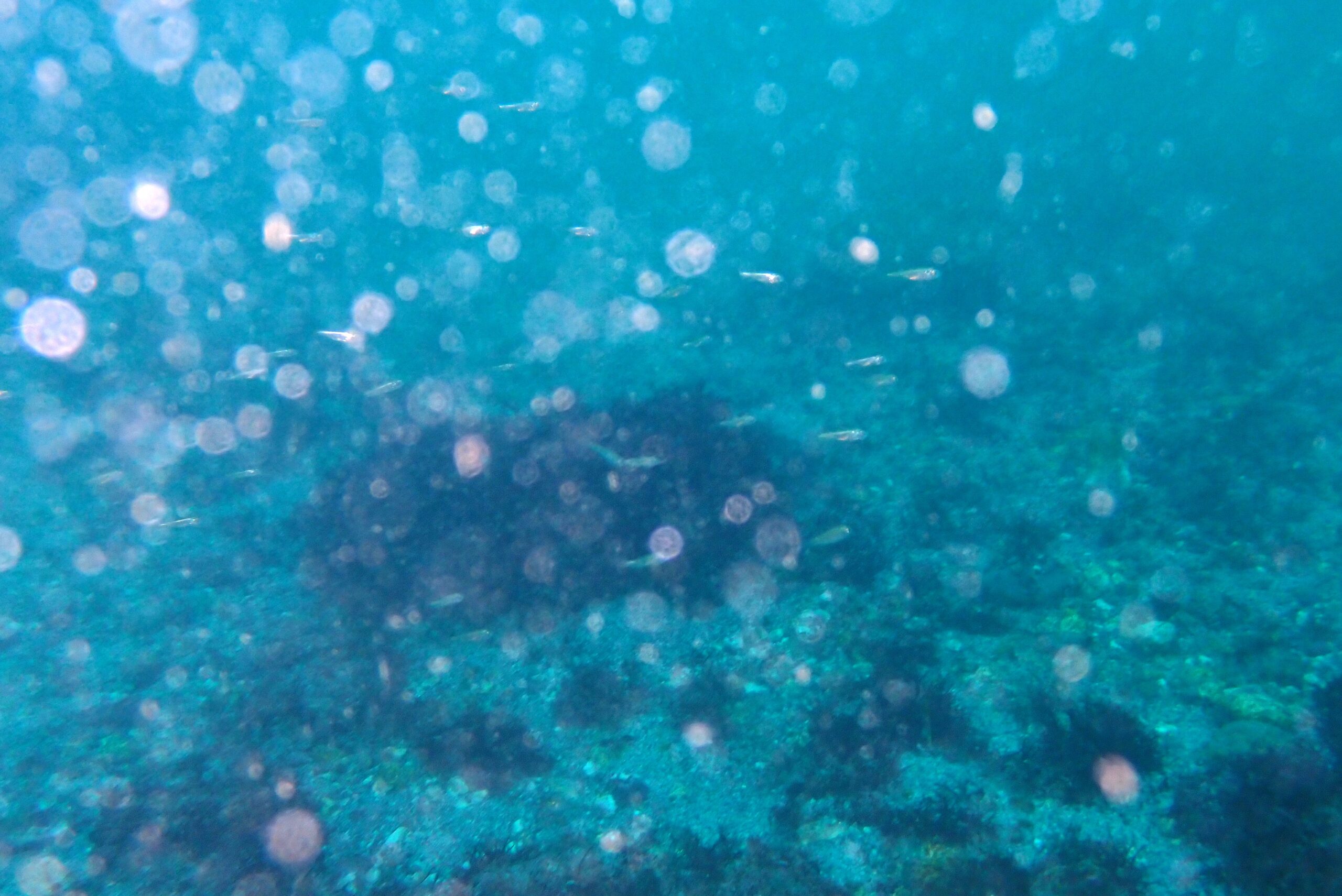 3/17　富戸ヨコバマ